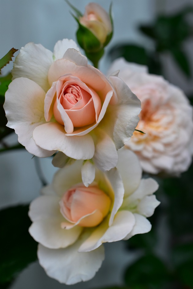 f:id:tangerinekun:20200614092537j:plain