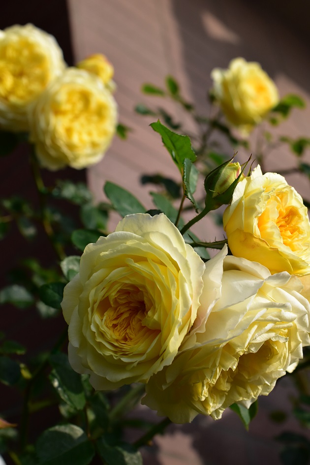 f:id:tangerinekun:20200620124041j:plain f:id:tangerinekun:20200620124041j:plain