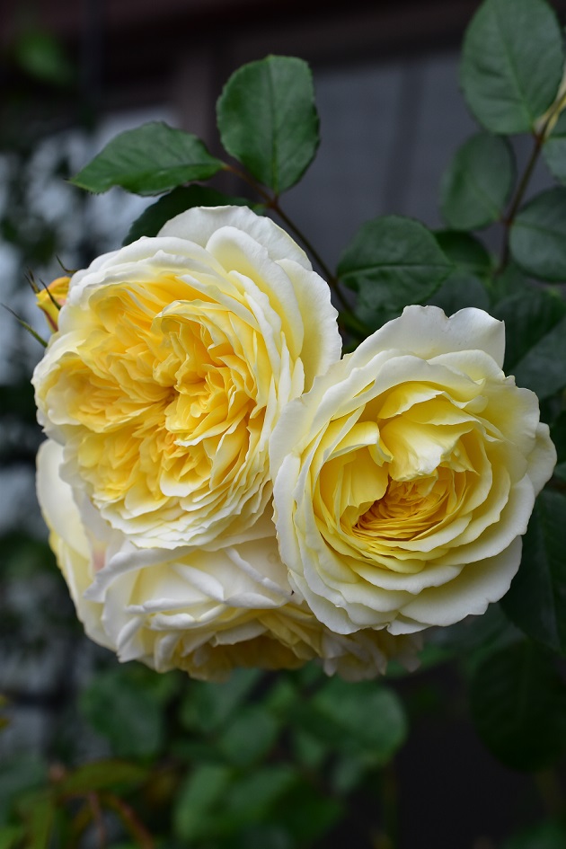 f:id:tangerinekun:20200620125733j:plain f:id:tangerinekun:20200620125733j:plain