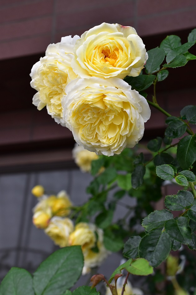 f:id:tangerinekun:20200620130428j:plain f:id:tangerinekun:20200620130428j:plain