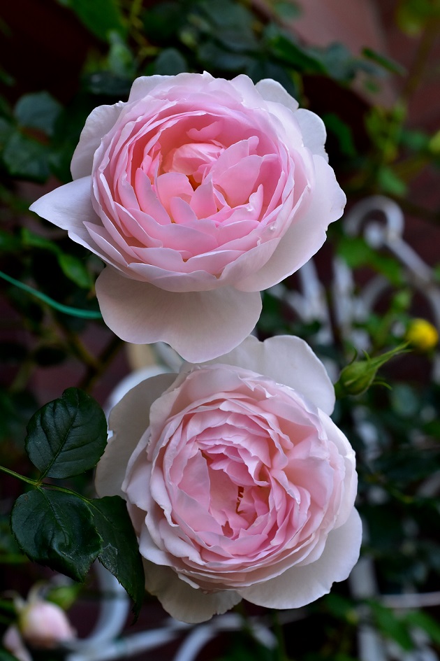 f:id:tangerinekun:20200628140850j:plain f:id:tangerinekun:20200628140850j:plain