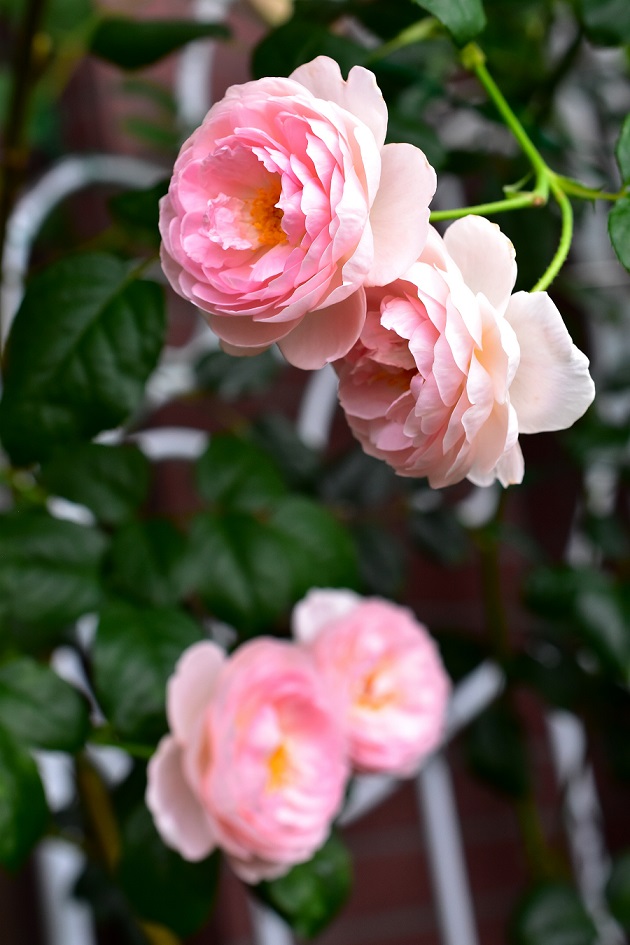 f:id:tangerinekun:20200628143747j:plain f:id:tangerinekun:20200628143747j:plain