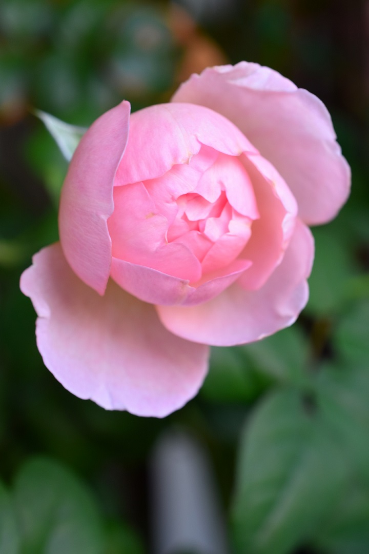 f:id:tangerinekun:20201006120435j:plain