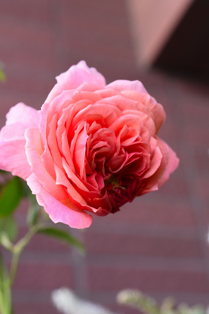 f:id:tangerinekun:20201006124356j:plain