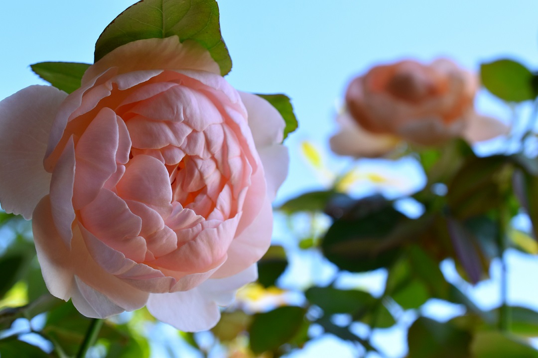 f:id:tangerinekun:20201006124647j:plain