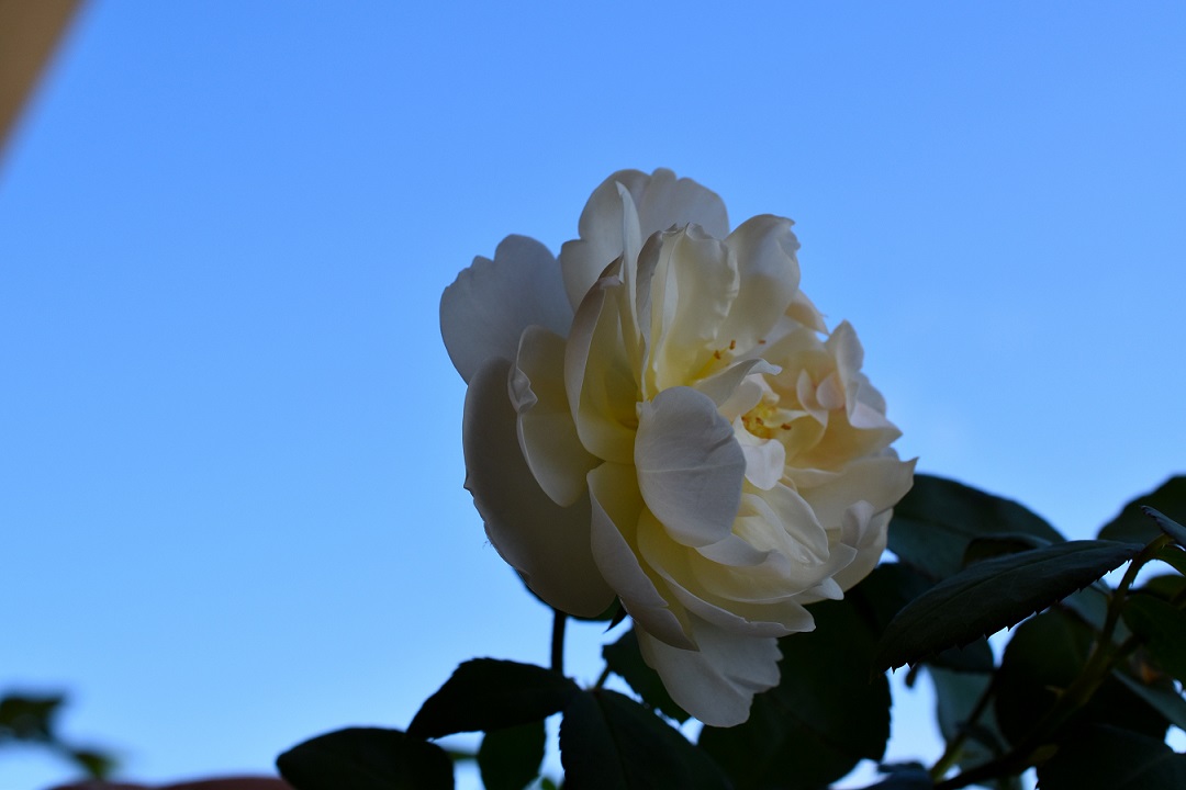 f:id:tangerinekun:20201006124922j:plain