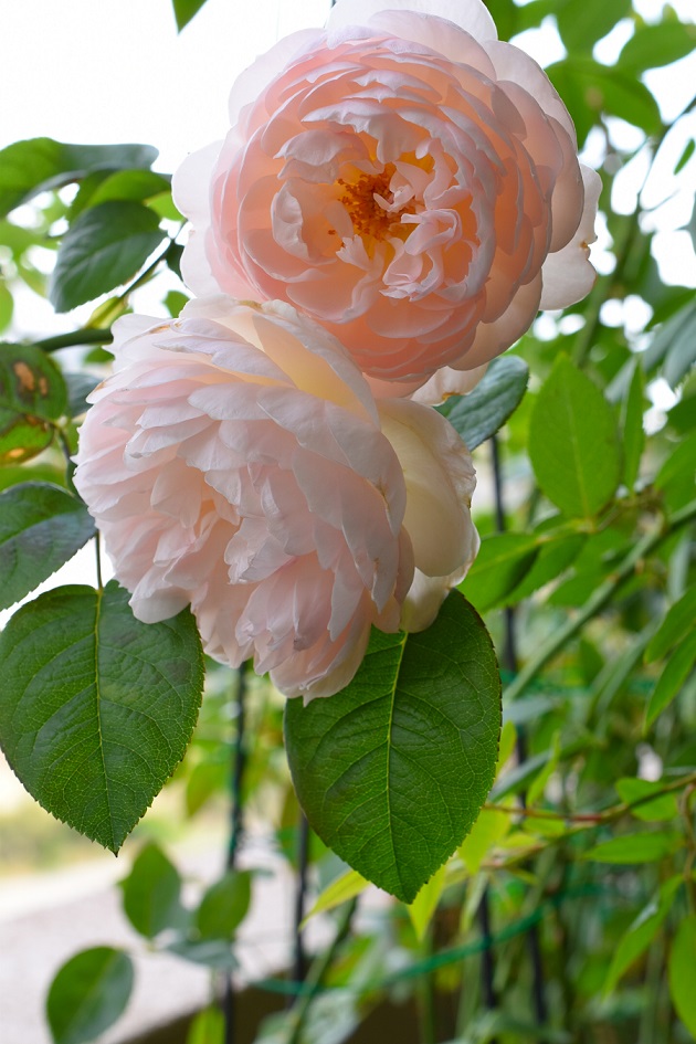 f:id:tangerinekun:20201109033407j:plain f:id:tangerinekun:20201109033407j:plain