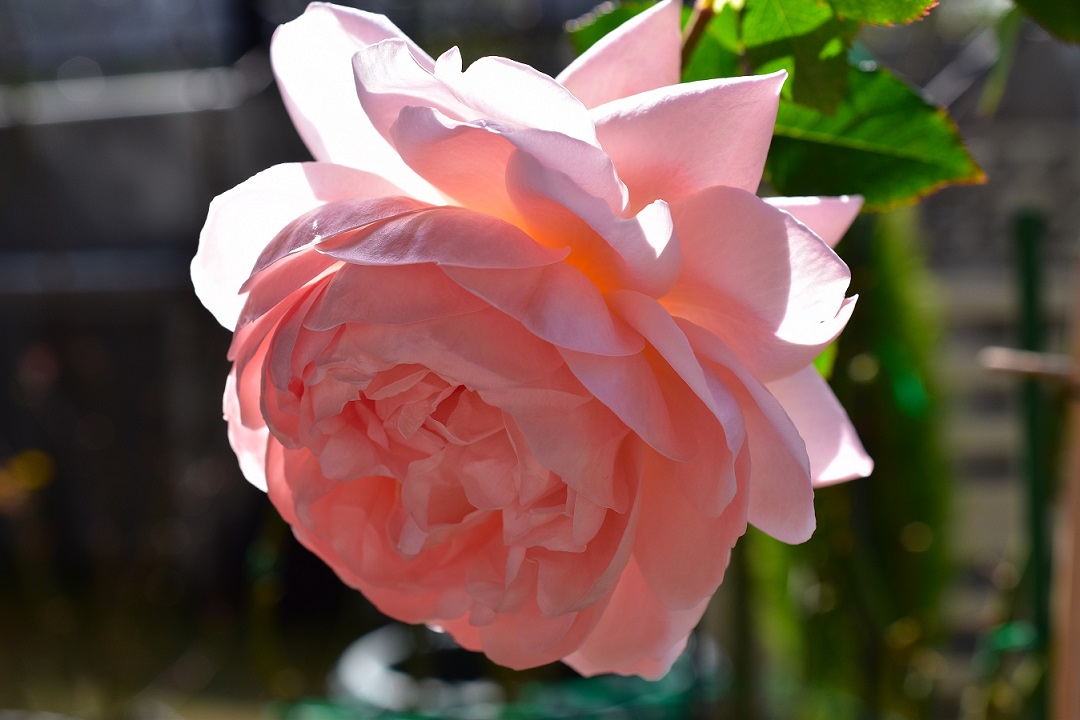 f:id:tangerinekun:20210203081204j:plain