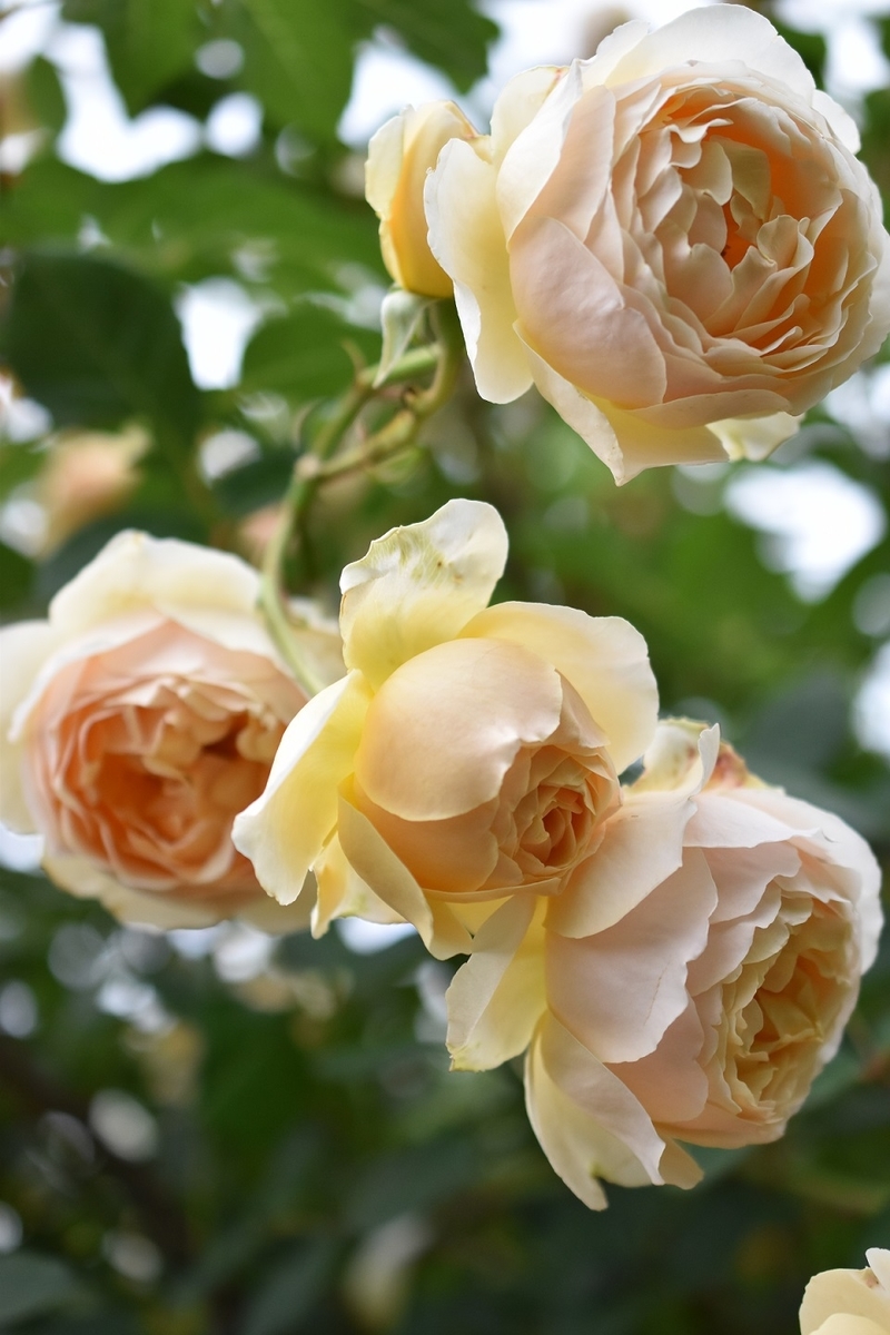 f:id:tangerinekun:20210217102304j:plain