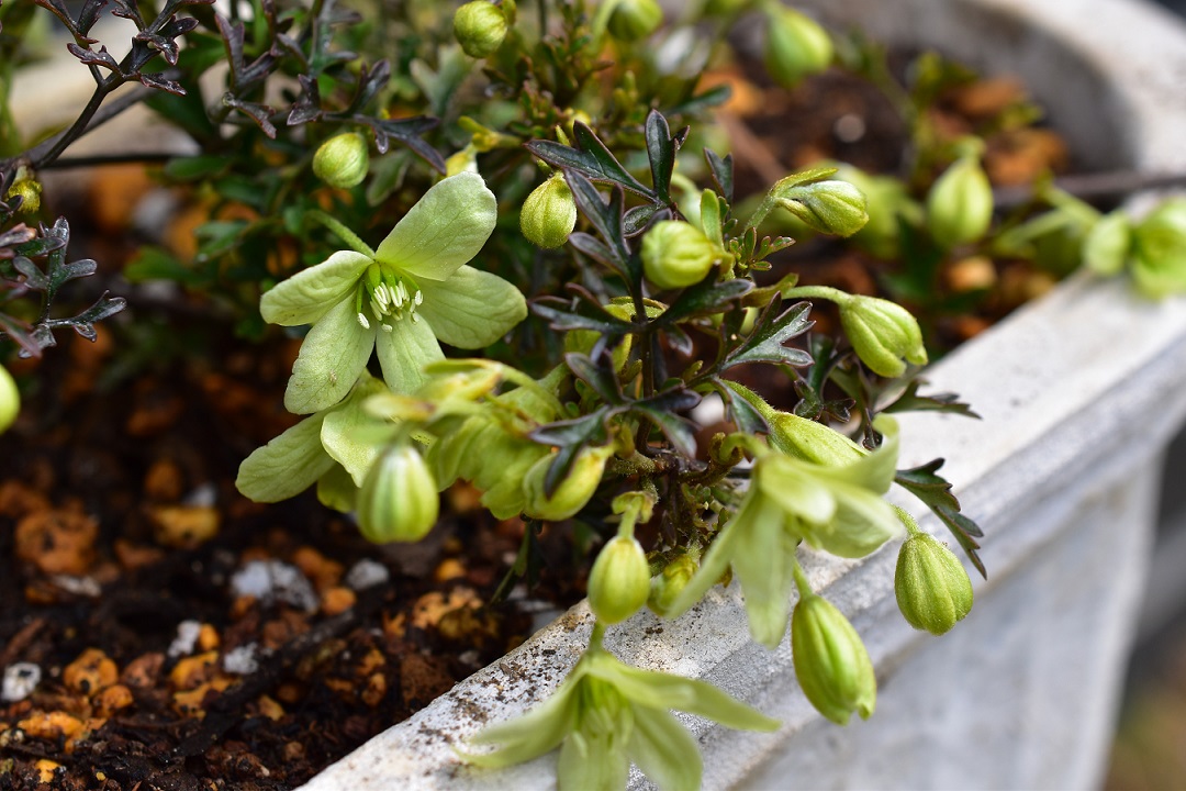 f:id:tangerinekun:20210322113530j:plain