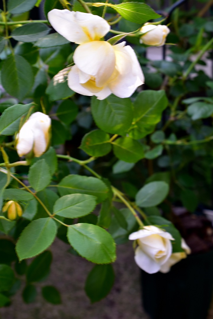 f:id:tangerinekun:20210415203003j:plain