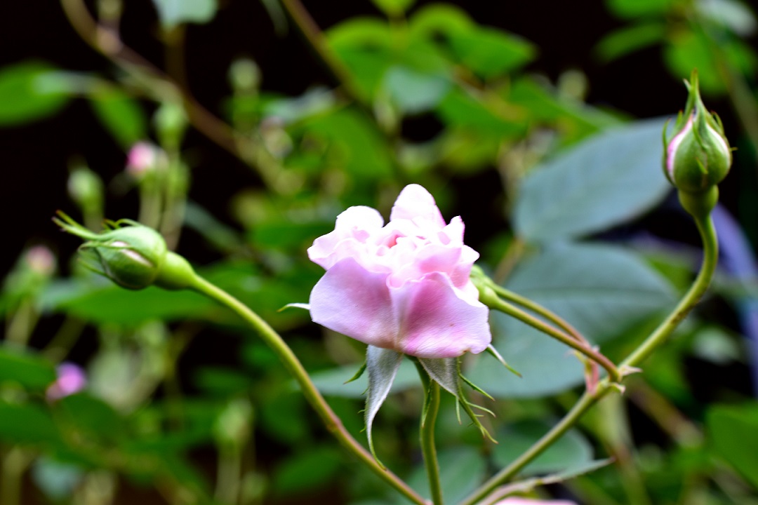 f:id:tangerinekun:20210420094031j:plain