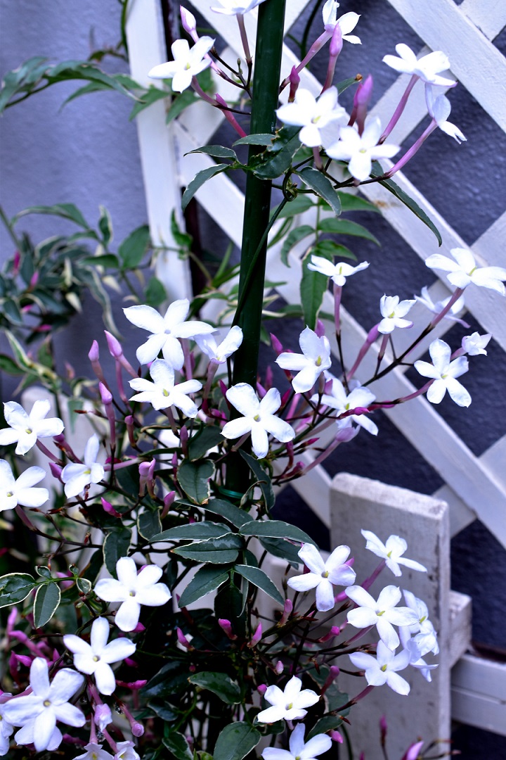 f:id:tangerinekun:20210420095911j:plain