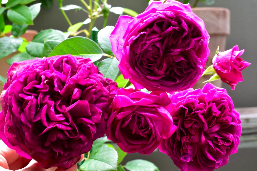 f:id:tangerinekun:20210507112723j:plain