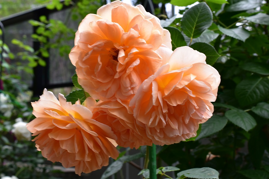 f:id:tangerinekun:20210517134507j:plain