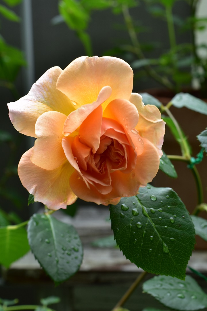 f:id:tangerinekun:20210517134706j:plain
