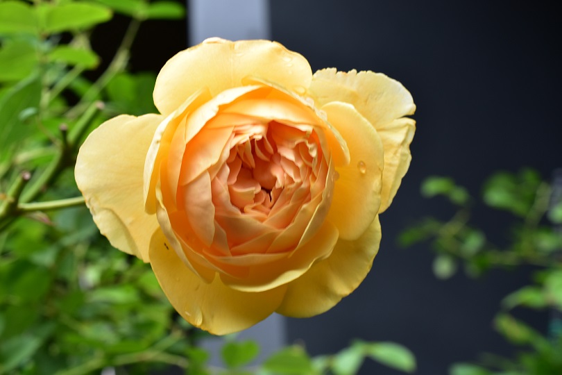 f:id:tangerinekun:20210517140452j:plain