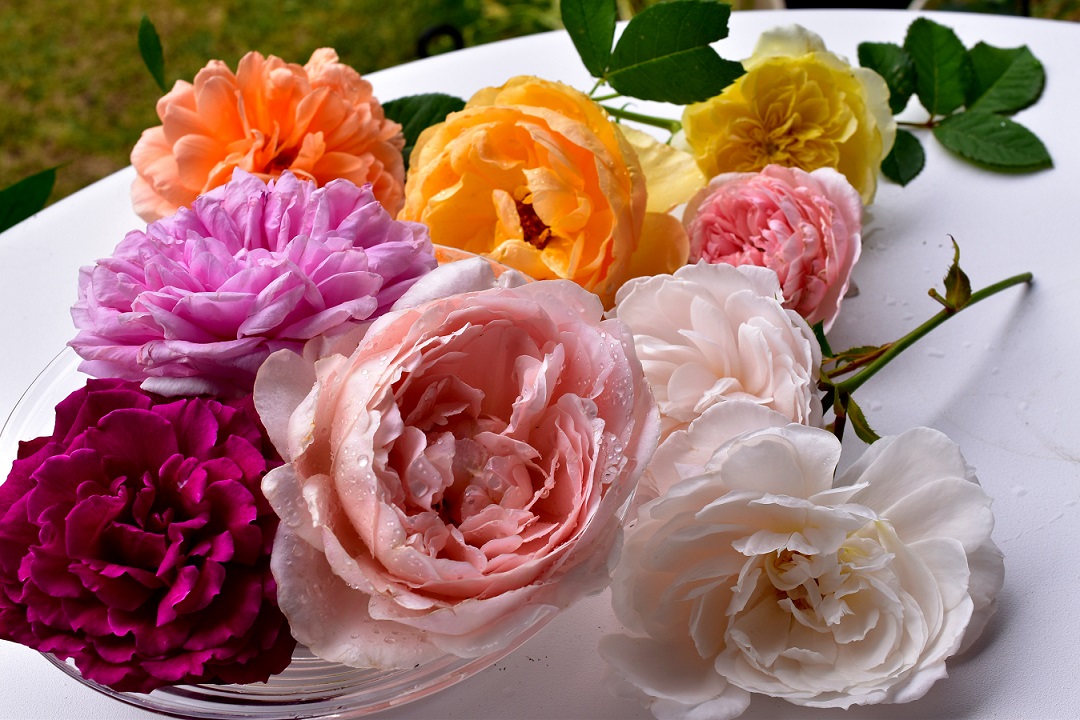 f:id:tangerinekun:20210519085422j:plain