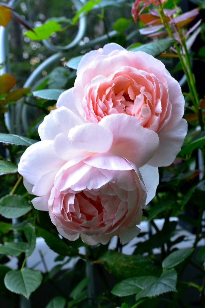 f:id:tangerinekun:20210524114624j:plain