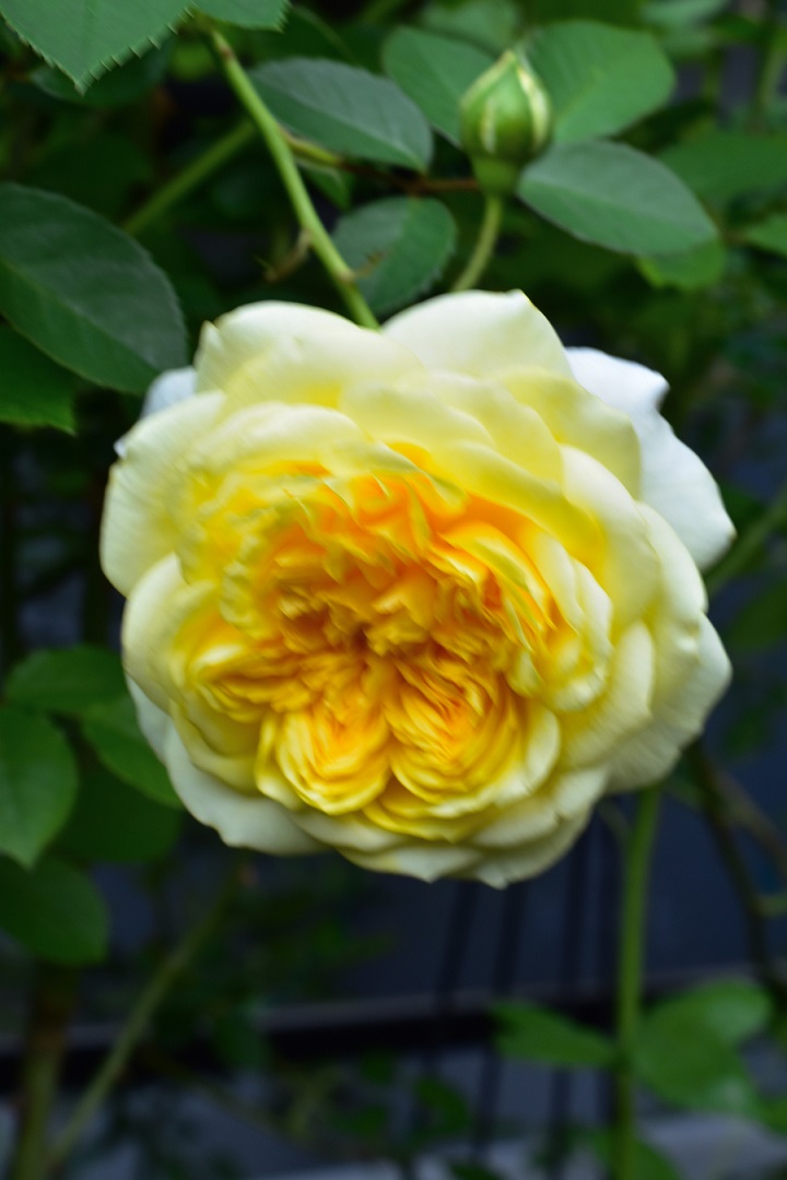 f:id:tangerinekun:20210524114833j:plain