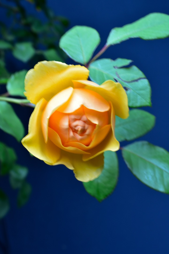 f:id:tangerinekun:20210524114923j:plain