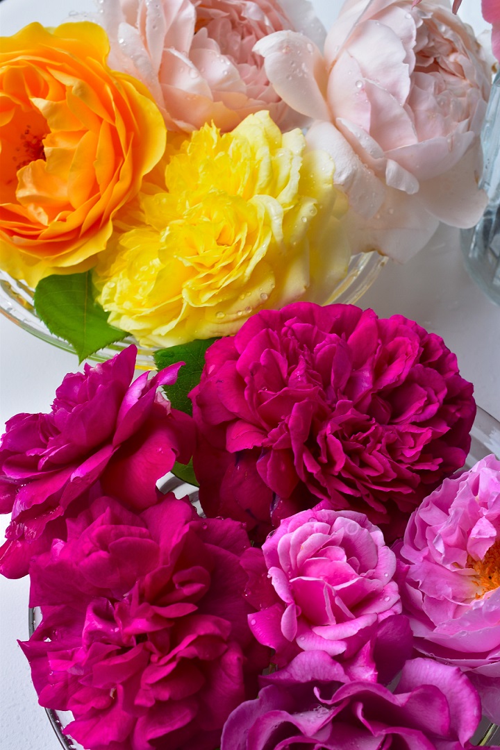 f:id:tangerinekun:20210524115651j:plain