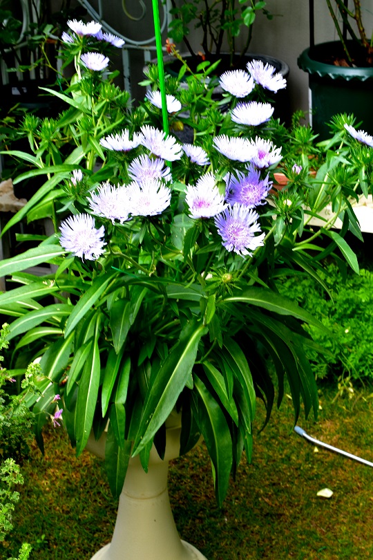 f:id:tangerinekun:20210609145632j:plain