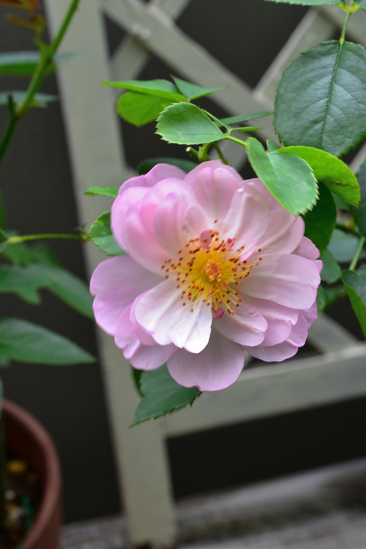 f:id:tangerinekun:20210708112433j:plain