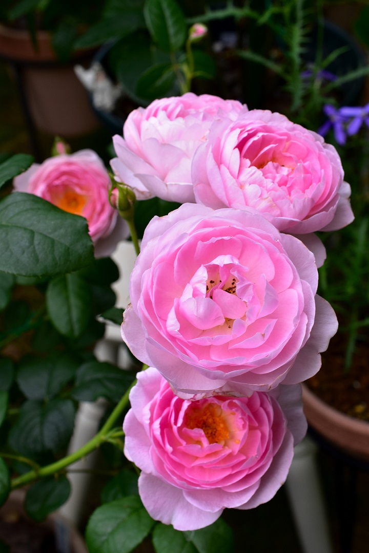 f:id:tangerinekun:20210708200651j:plain