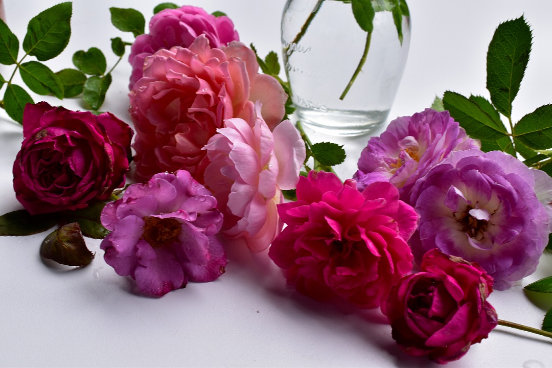 f:id:tangerinekun:20210928123635j:plain