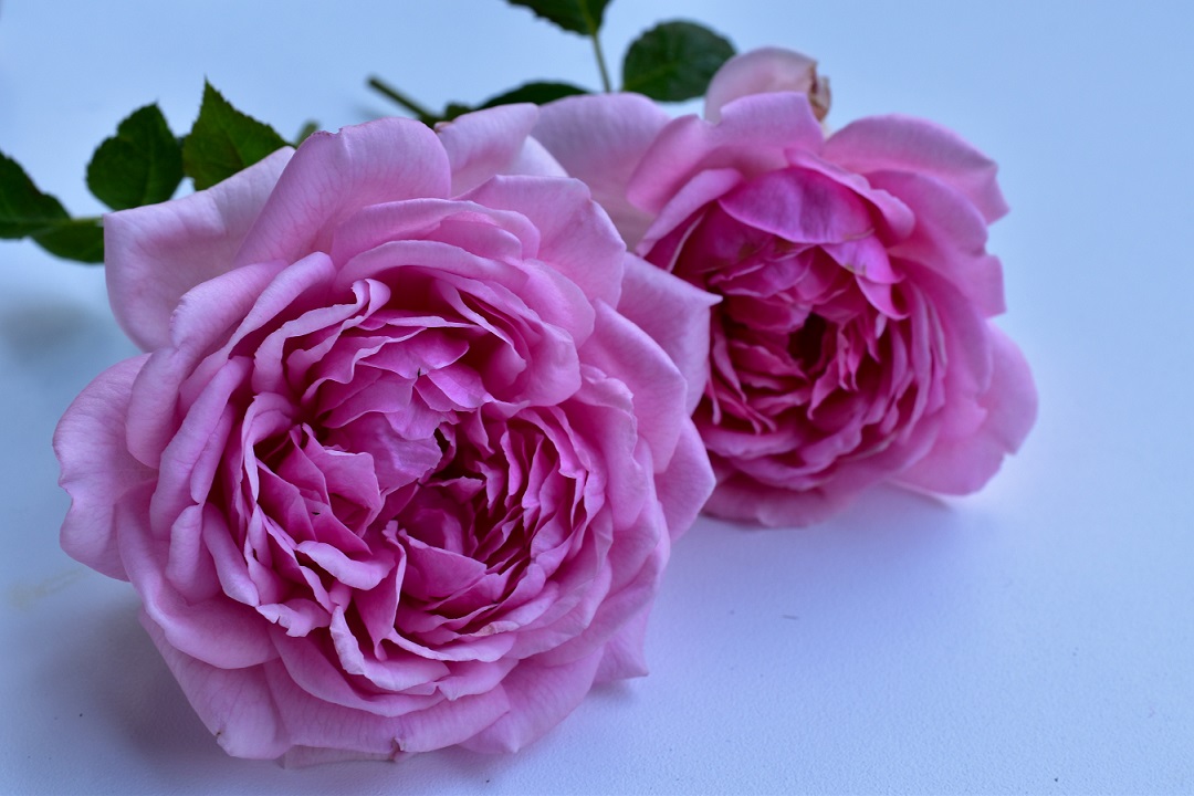 f:id:tangerinekun:20210928123930j:plain