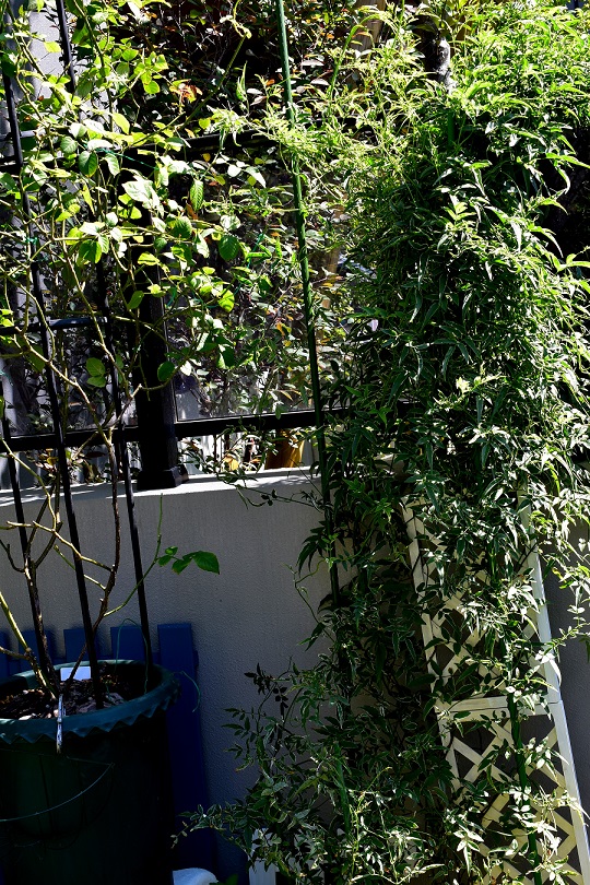 f:id:tangerinekun:20211010125745j:plain