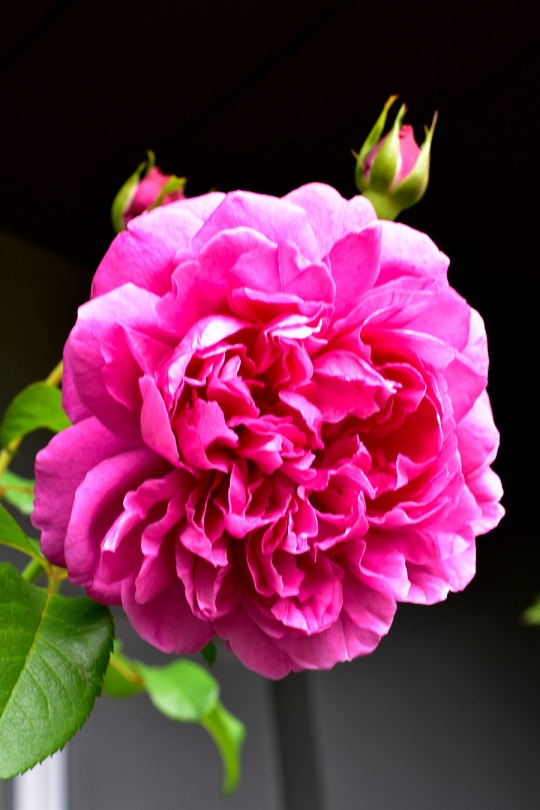 f:id:tangerinekun:20211108105152j:plain