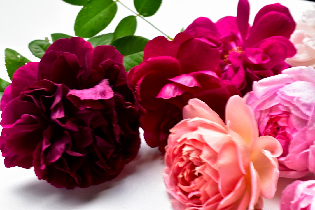 f:id:tangerinekun:20211110093645j:plain
