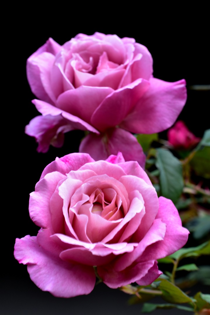 f:id:tangerinekun:20211123030635j:plain