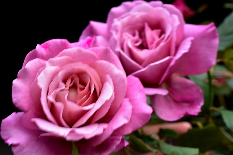 f:id:tangerinekun:20211123030925j:plain