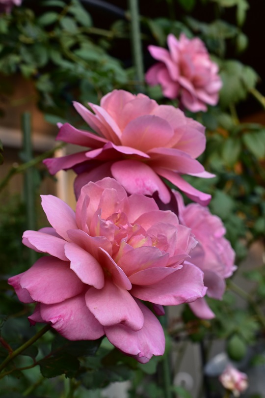 f:id:tangerinekun:20211123040935j:plain