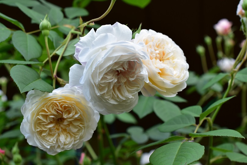 f:id:tangerinekun:20220108192026j:plain