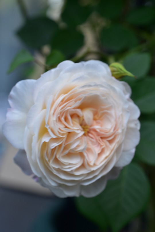 f:id:tangerinekun:20220108192049j:plain