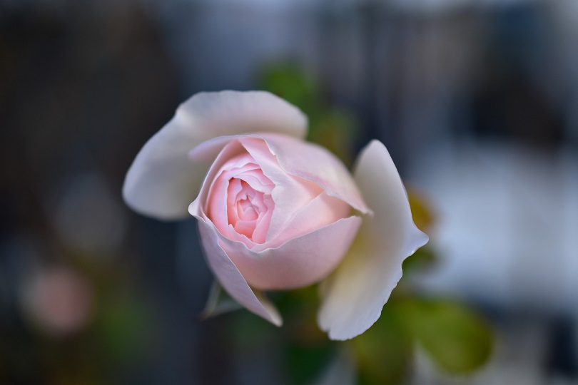 f:id:tangerinekun:20220112174502j:plain