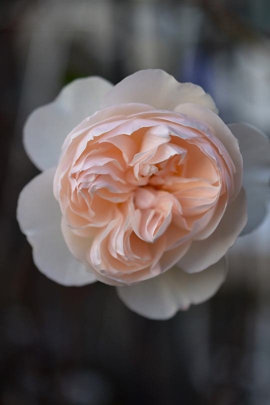 f:id:tangerinekun:20220120014737j:plain