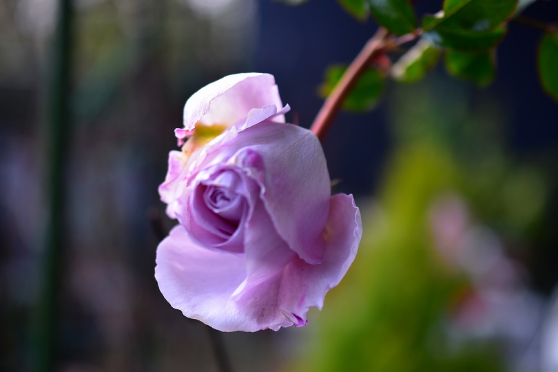 f:id:tangerinekun:20220122193653j:plain