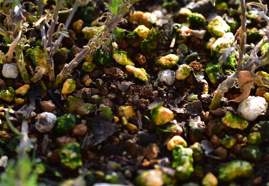 f:id:tangerinekun:20220125223921j:plain