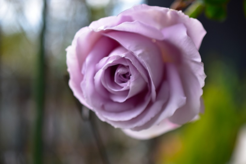 f:id:tangerinekun:20220125224642j:plain
