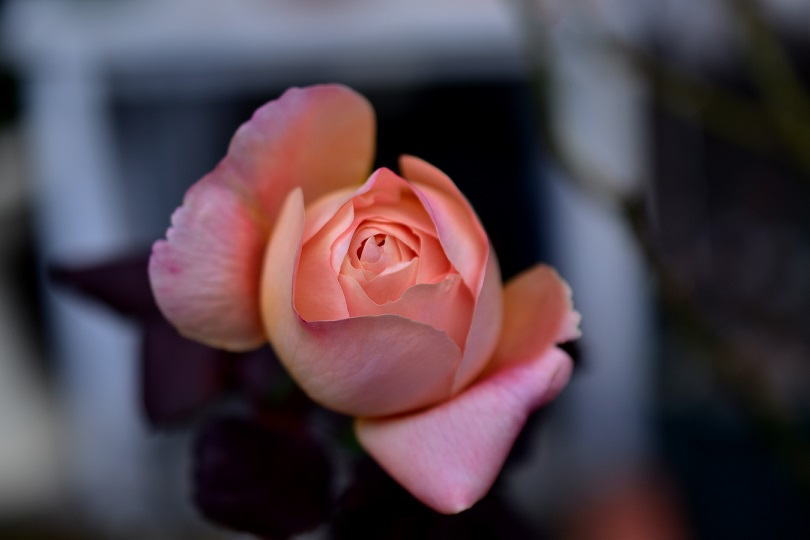 f:id:tangerinekun:20220125224928j:plain