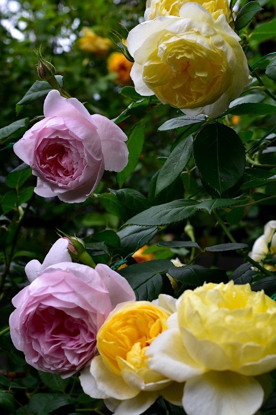 f:id:tangerinekun:20220207065645j:plain