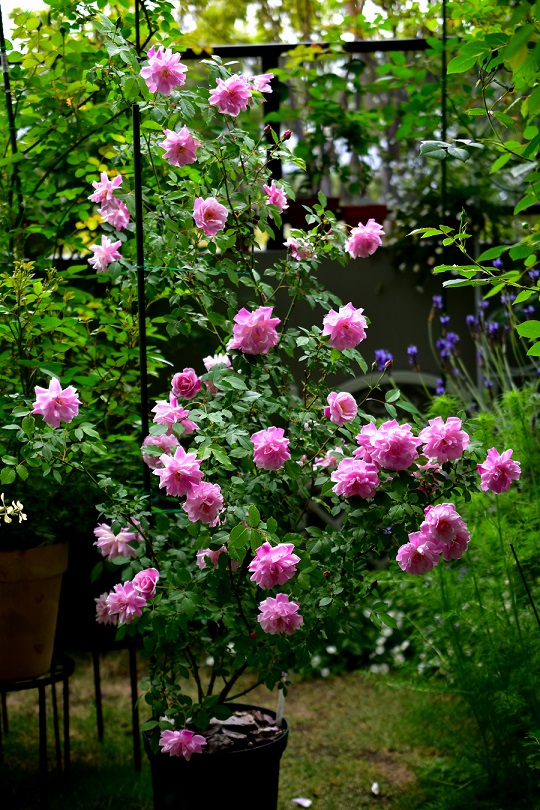 オールド・ブラッシュって素敵なバラ - Tea for one