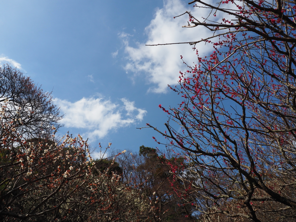 f:id:tanico:20160218113909j:plain