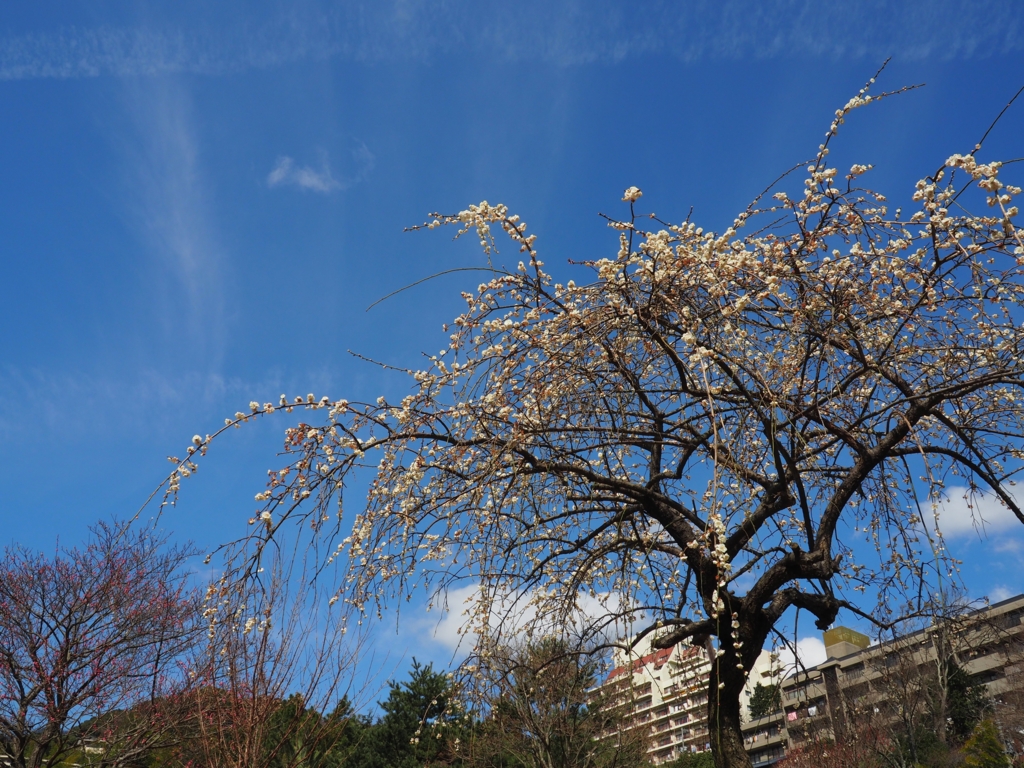 f:id:tanico:20160218121507j:plain
