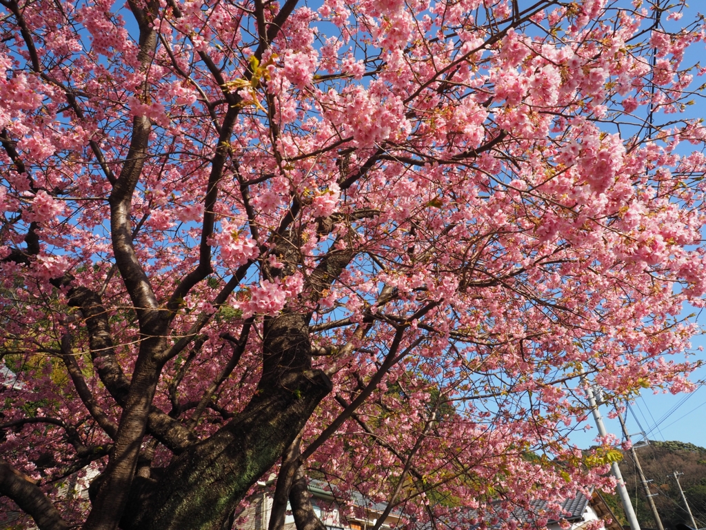 f:id:tanico:20160219144045j:plain